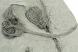 Fossil Crinoid Plate (Nine Species) - Crawfordsville, Indiana #231996-7